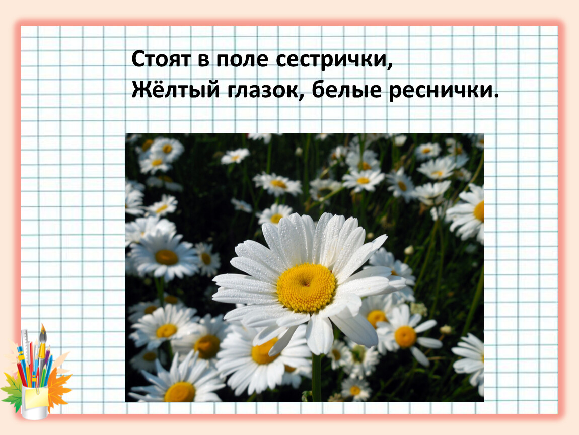 Отгадай загадку нарядные платьица желтые брошки. Стоят в поле сестрички желтый глазок белые реснички. Загадка стоят в поле сестрички желтый глазок белые реснички. Стоят в поле сестрички желтый. • Растут в поле сестрички: желтый глазок, белые реснички..