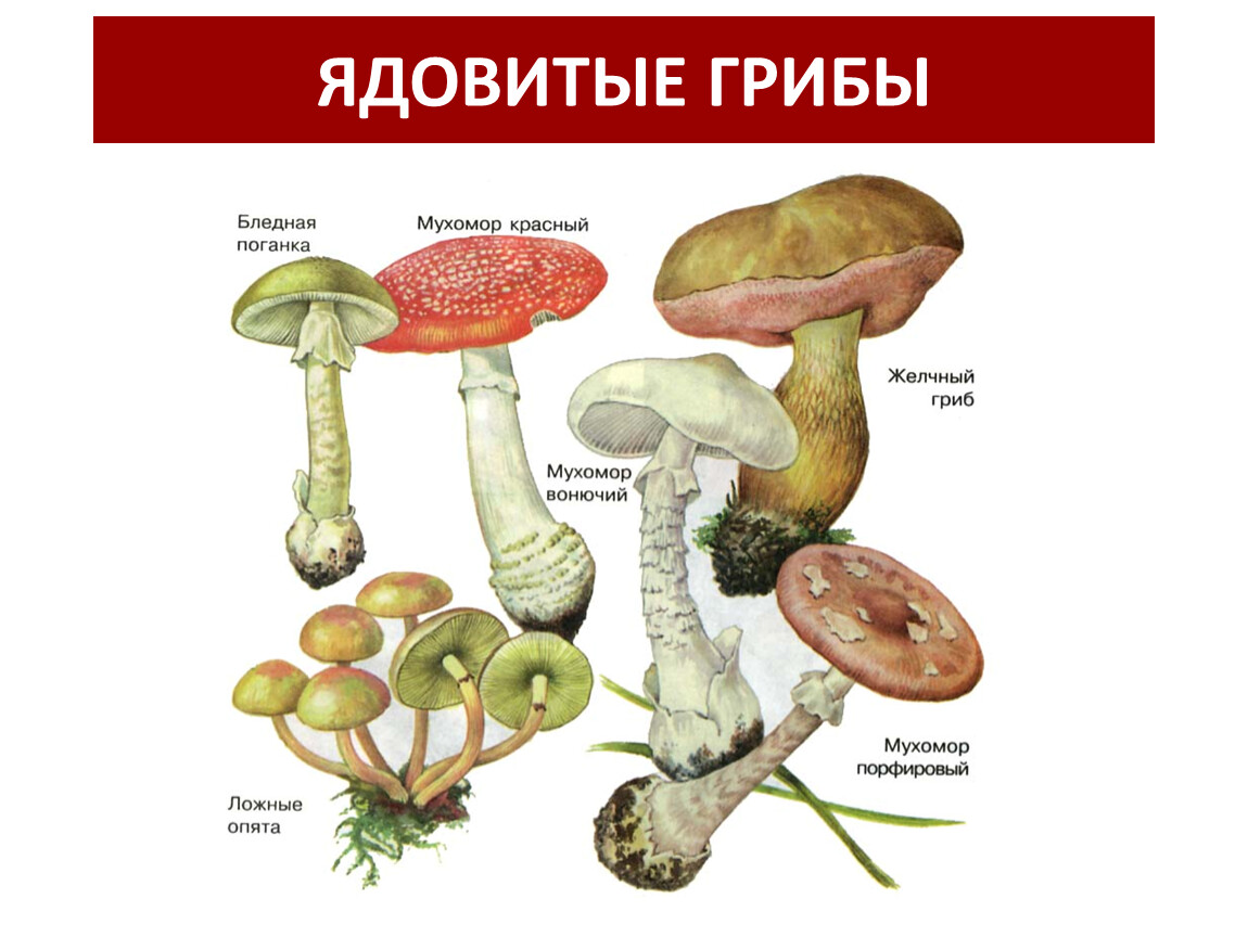 Несъедобные и ядовитые грибы. Съедобные грибы и ядовитые грибы. Ядовитые грибы 5 класс биология. 5 Съедобных грибов и 5 несъедобных грибов. Тема опасные грибы