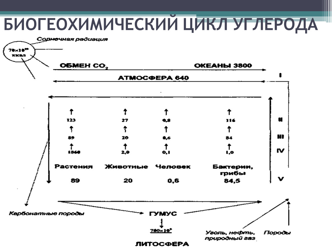 Схема биогеохимического цикла углерода