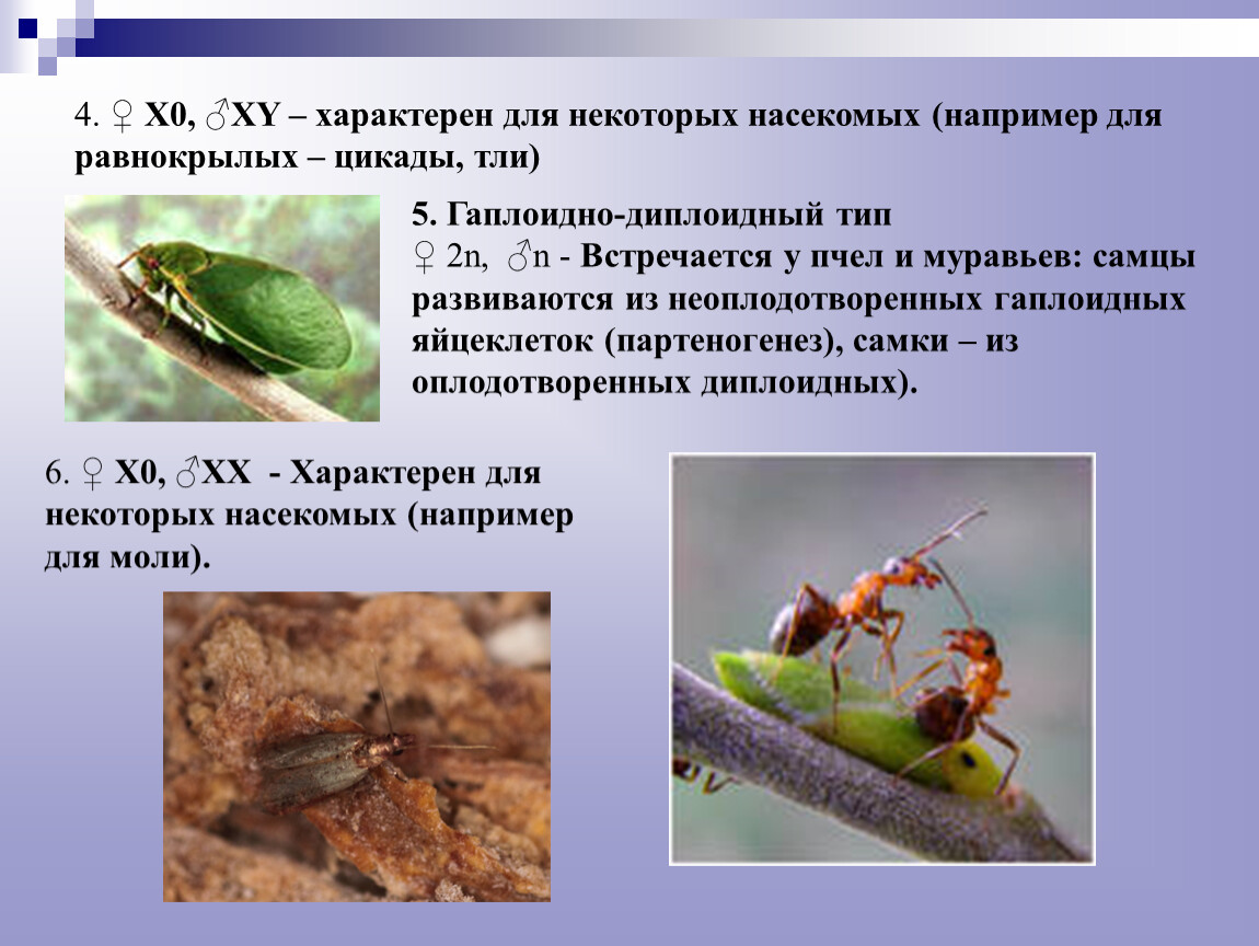 Какой тип развития характерен для виноградной. Тля Тип развития. Тип развития цикады. Образ жизни равнокрылых насекомых. Цикады среда обитания.