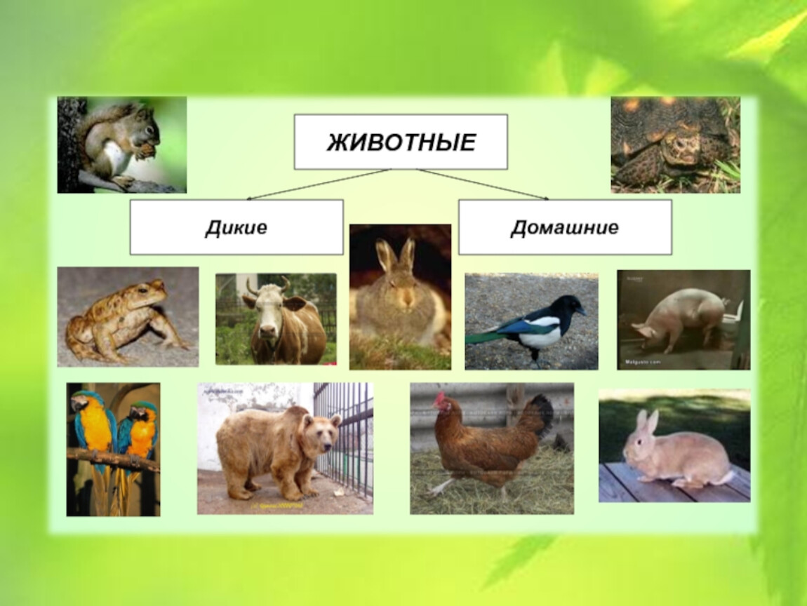 Вид животных 3 класс окружающий. Группы животных. Животные какие группы. Многообразие животных. Дикие и домашние животные.