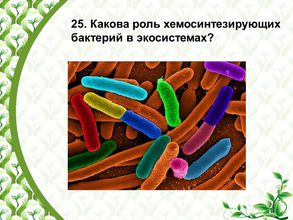 На рисунке изображена бактерия. Хемосинтезирующие микроорганизмы. Какова роль хемосинтезирующих бактерий в экосистемах?. Роль бактерий в экосистеме. Хемосинтезирующие хемосинтезирующие бактерии.