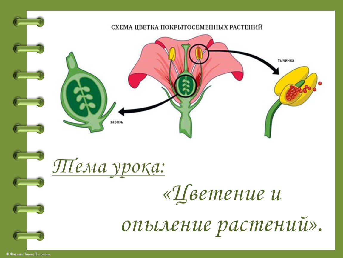 Схема опыления 3 класс