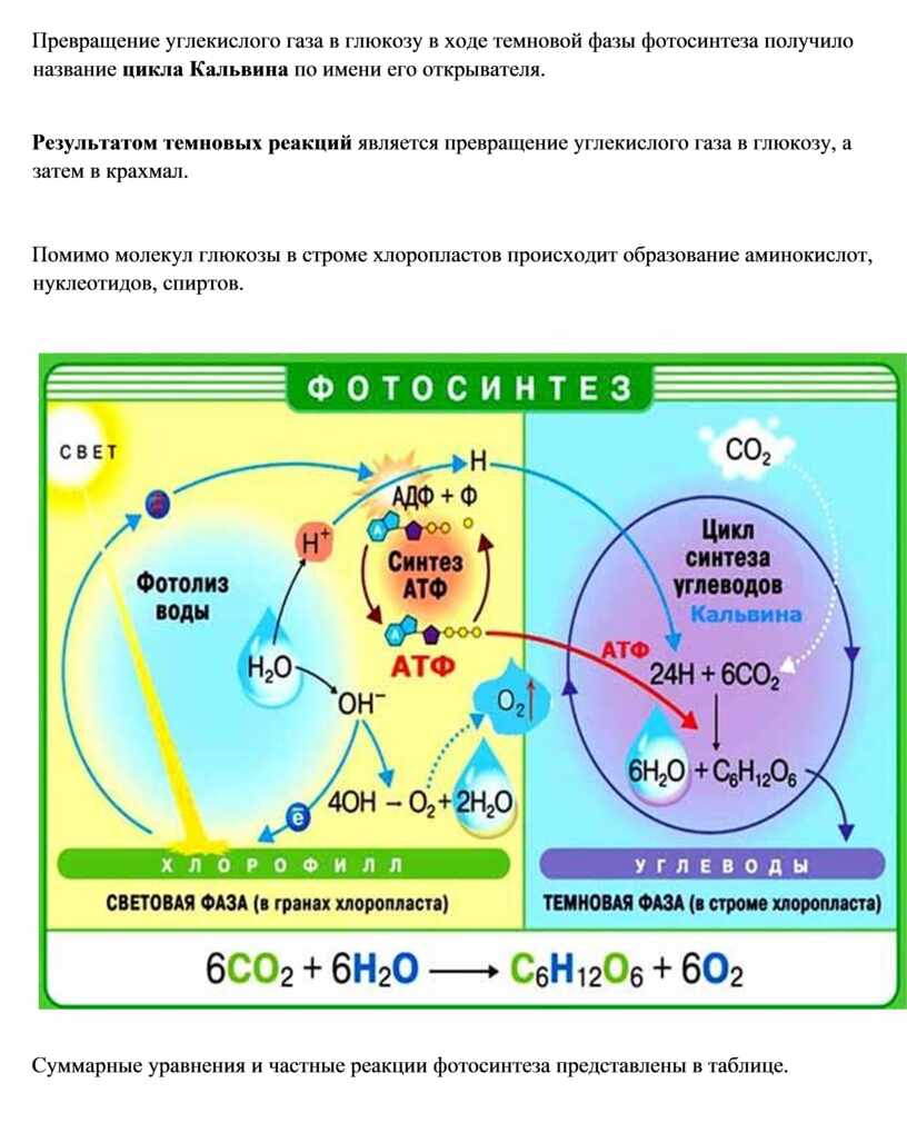 Какие процессы происходят в фазах фотосинтеза