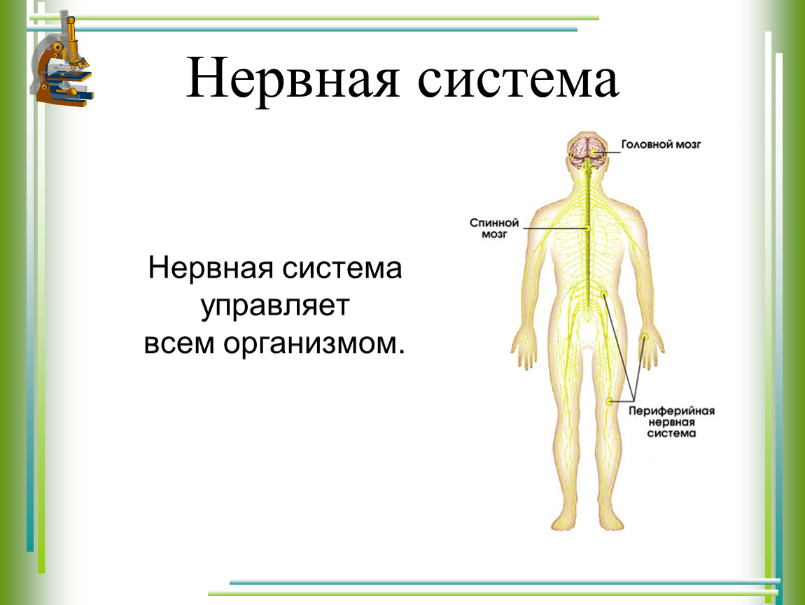 Окружающий мир 3 класс нервная система человека. Организм человека 3 класс нервная система. Нервная система органов схема. Нервная система человека состоит 3 класс. Нервная система схема 3 класс.