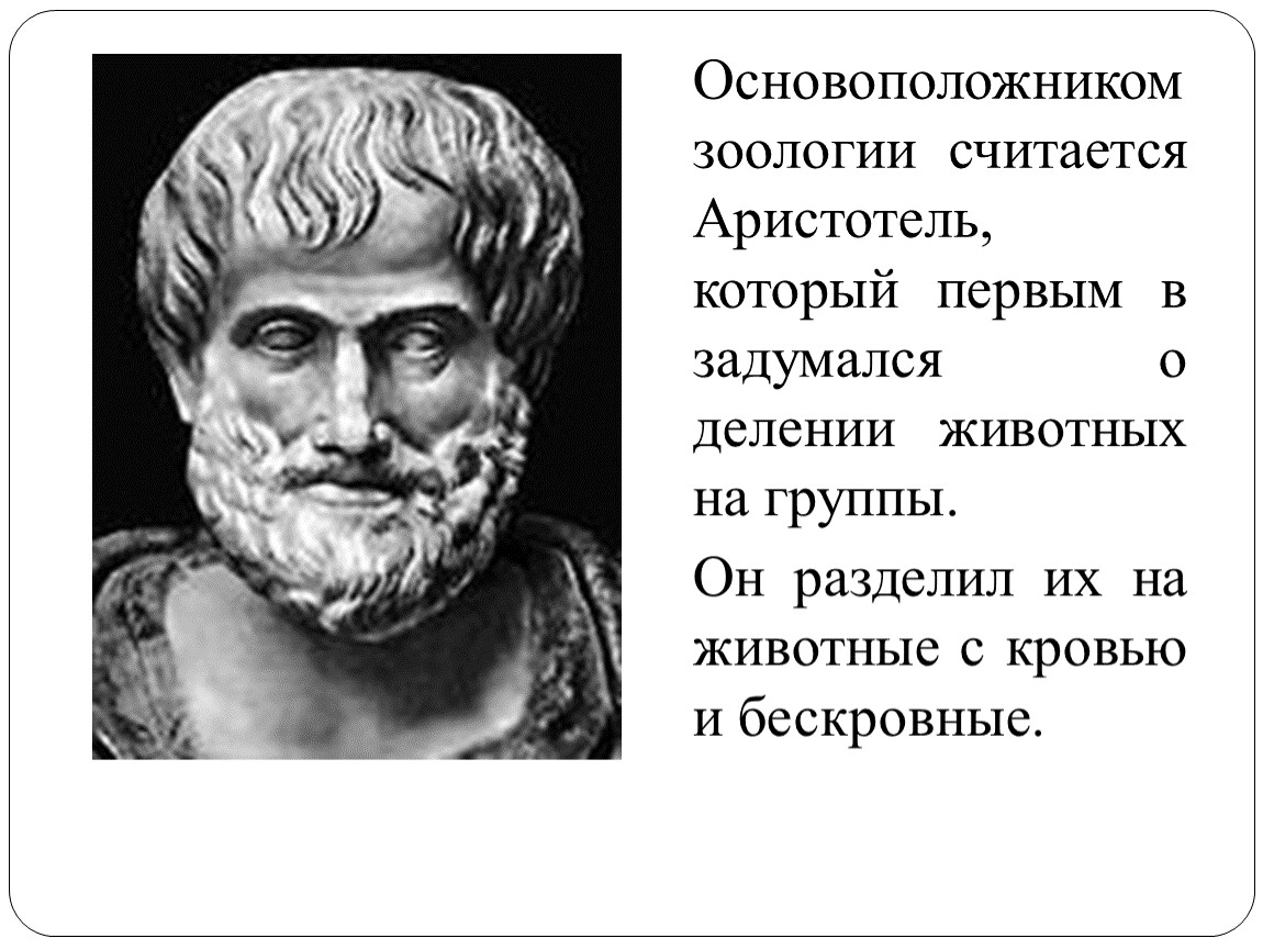 Считать родоначальником. Аристотель основоположник. Аристотеля считают основоположником. Аристотель разделил животных на. Аристотель считал.