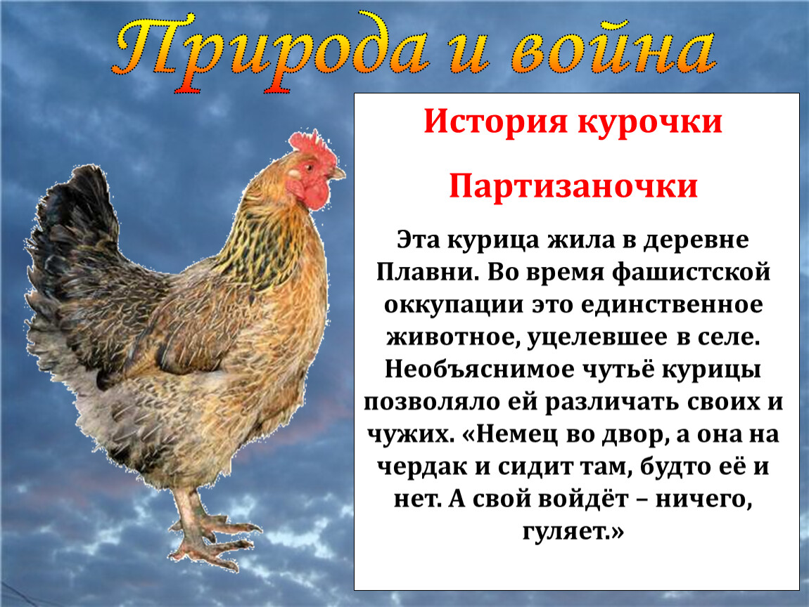 Кура 5 6. Рассказ о курице. Рассказ о курах. Доклад про курицу. Небольшой рассказ про кур.