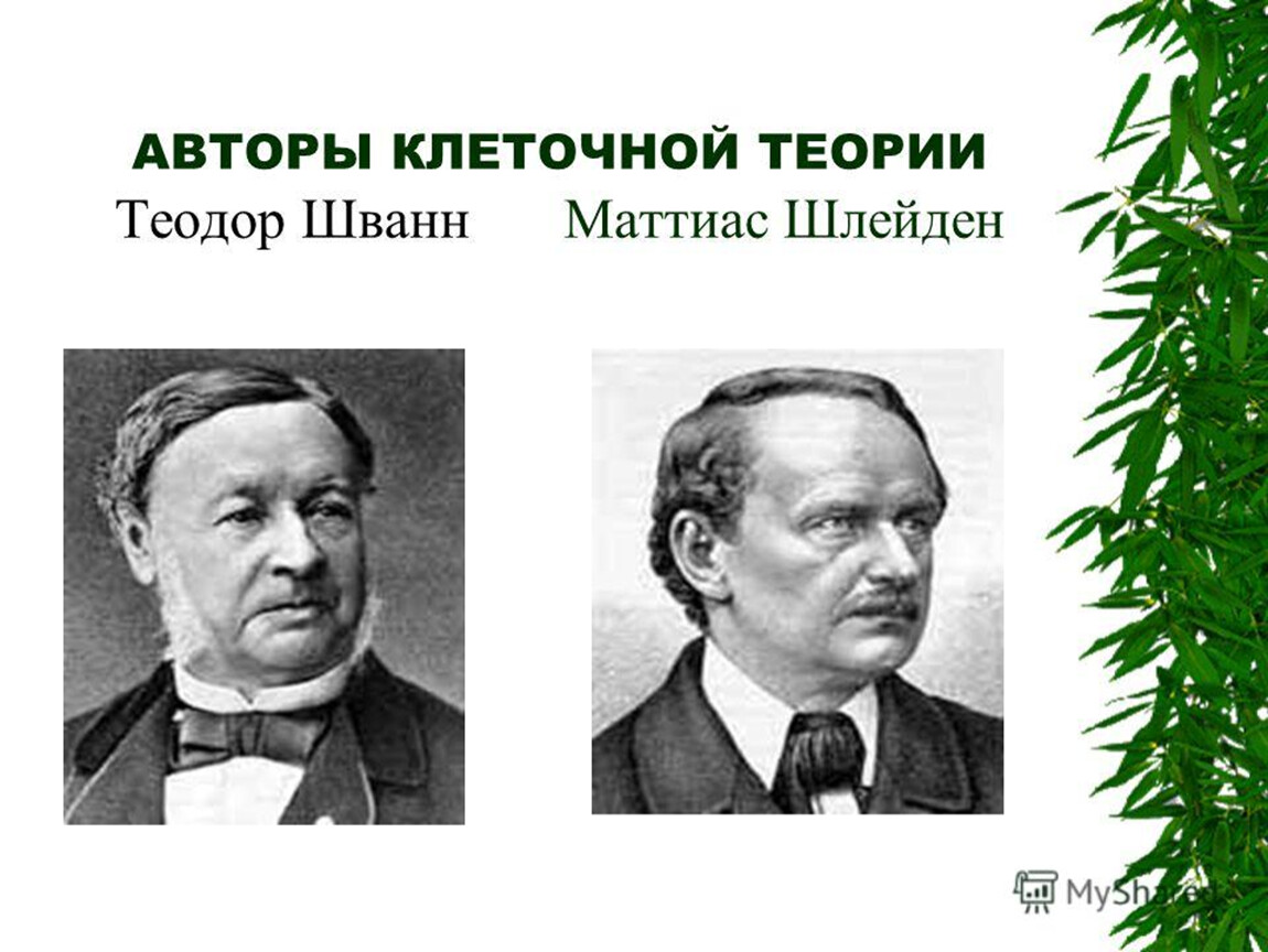 Клеточная теория шлейдена. Матиас Шлейден клеточная теория. Теодор Шванн теория. Т Шванн и м Шлейден. Маттиас Шлейден и Теодор Шванн клеточная теория.