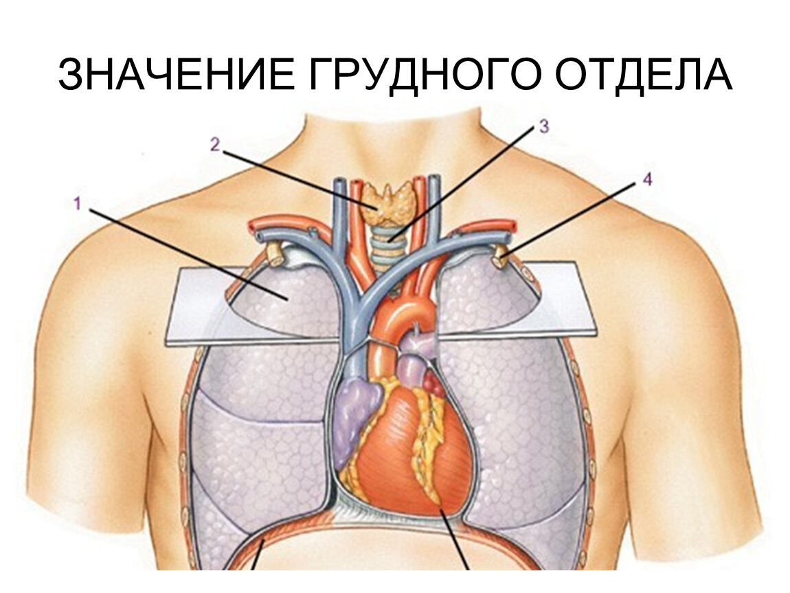 Справа под легким. Расположение сердца у человека. Расположение сердца в грудной клетке. Анатомия человека сердце расположение. Расположение сердца и легких.