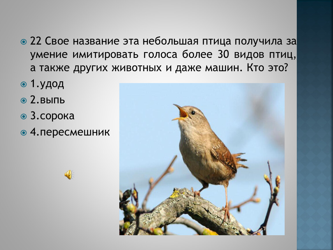 Как пародировать голоса. Птица подражающая голосам других птиц. Какая птица умеет подражать голосам других птиц. Птица имитирующая голоса других животных. Имитация голосов птиц.
