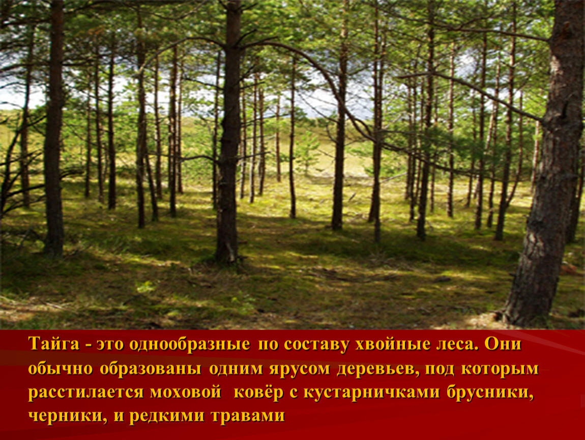 Почему россия лесная держава. Россия Страна леса. Проект на тему леса. Лес окружающий мир. Что такое лес окружающий мир 4 класс.