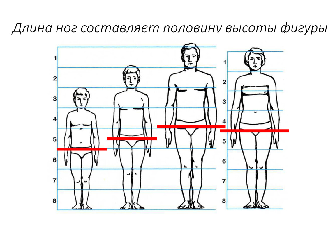 Длина ног мужчины. Соотношение длины ног к телу. Соотношение длины конечностей. Пропорции туловища и ног. Пропорции человека.