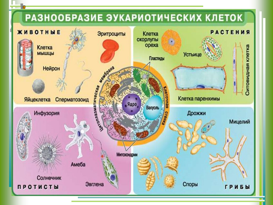 Каким названием объединяют организмы. Вилы эуукорииических клеток. Строение клеток эукариот растений животных грибов. Виды эукариотических клеток. Многообразие клеток эукариот таблица.