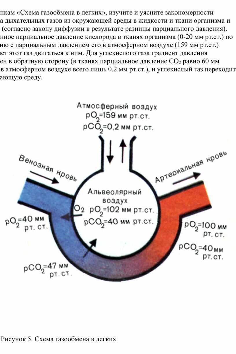 Схема газообмена в легких и тканях