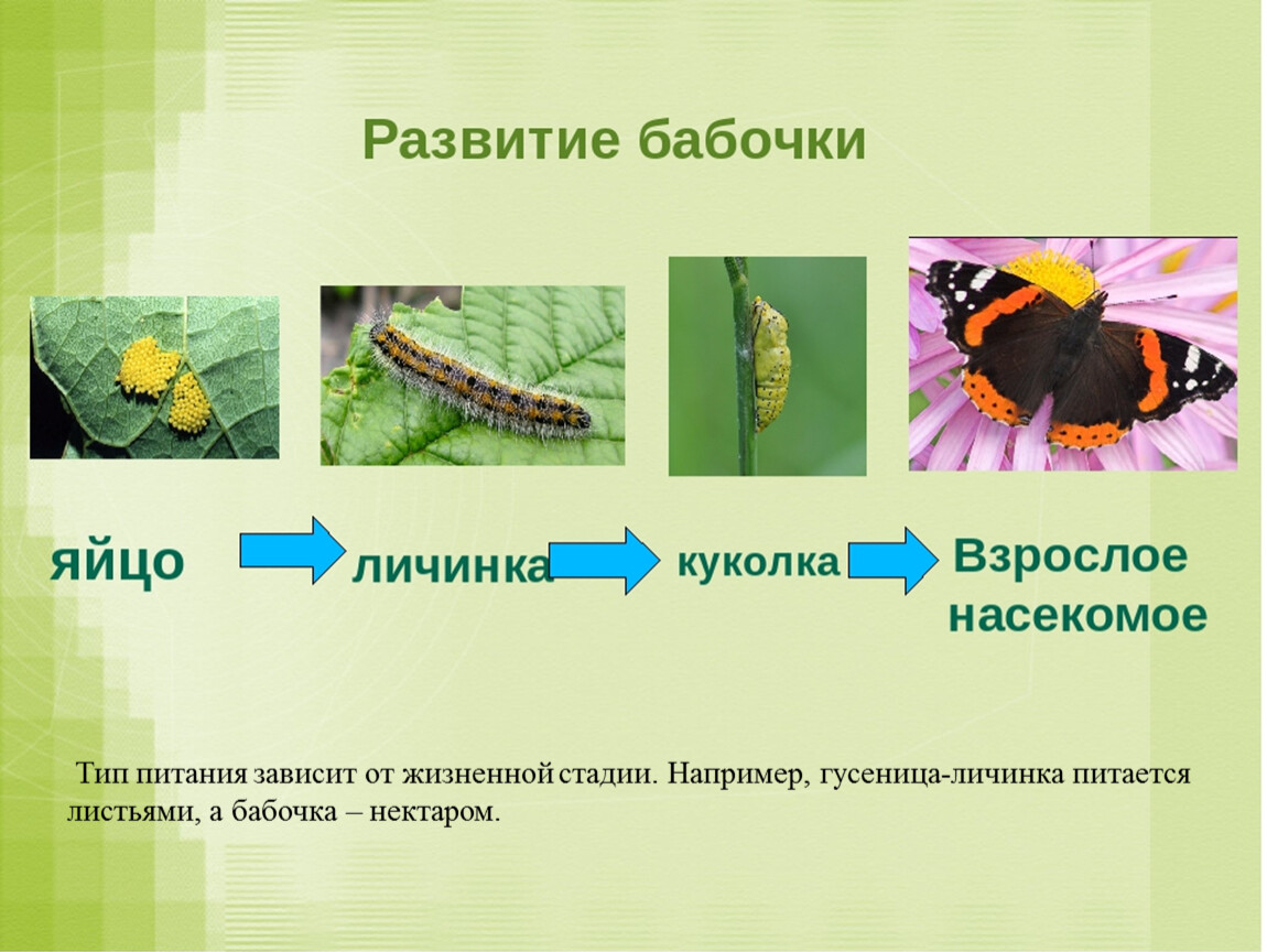 Какой тип питания характерен для крапивницы изображенной на рисунке