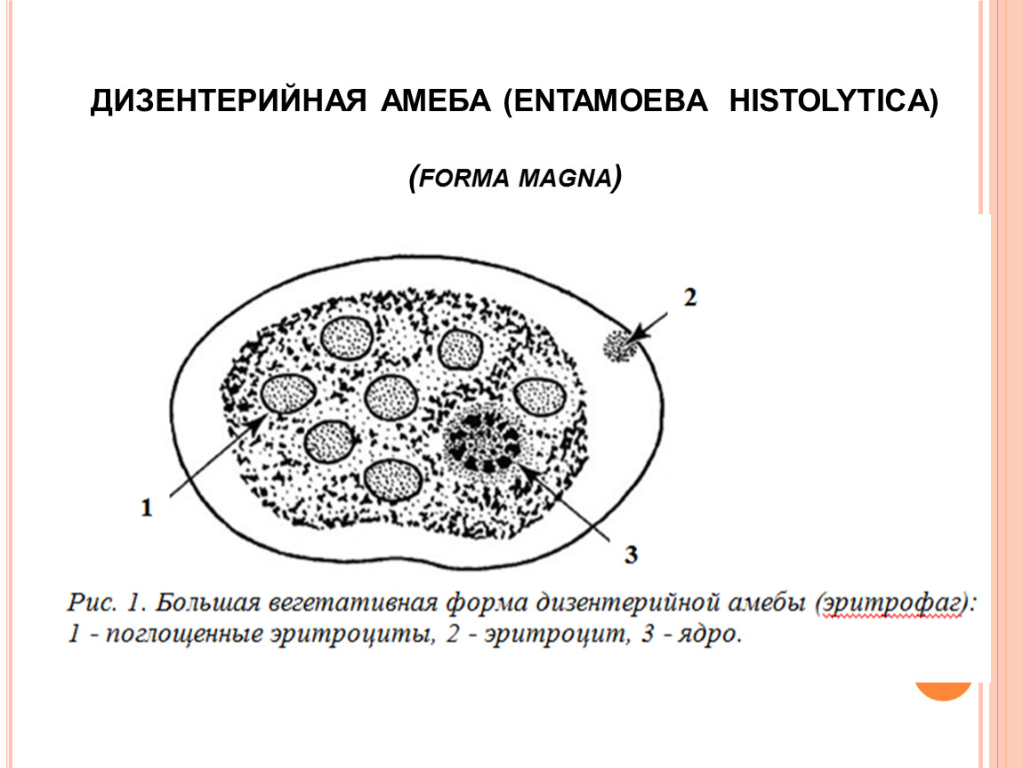 Циста амебы на рисунке