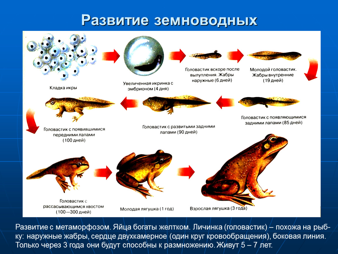 Какой тип развития характерен для лягушки. Этапы развития земноводных. Размножение земноводных схема. Этапы развития земноводных стадии. Стадия развития размножение земноводных.