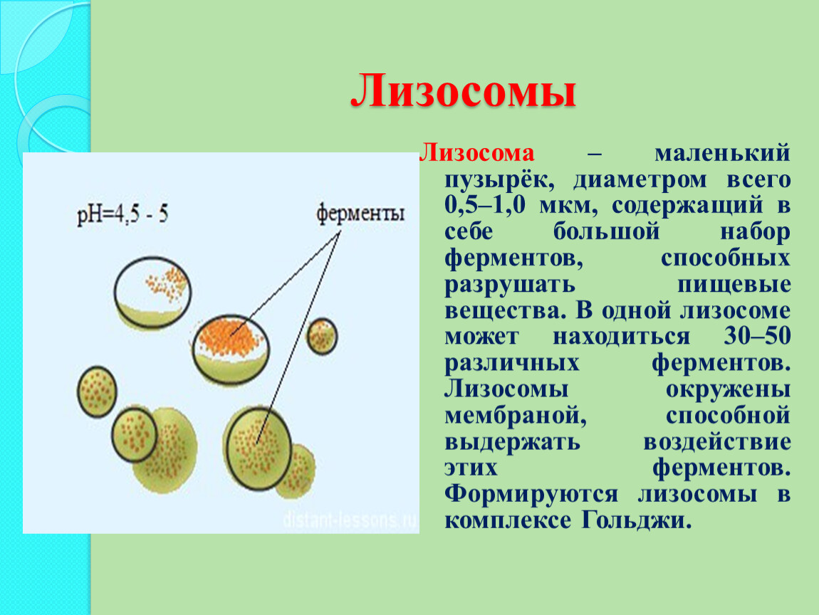 Роль лизосом. Строение растительной клетки лизосомы. Лизосомы содержат около 40 ферментов. Органоиды клетки лизосомы. Строение и функции лизосомы клетки.
