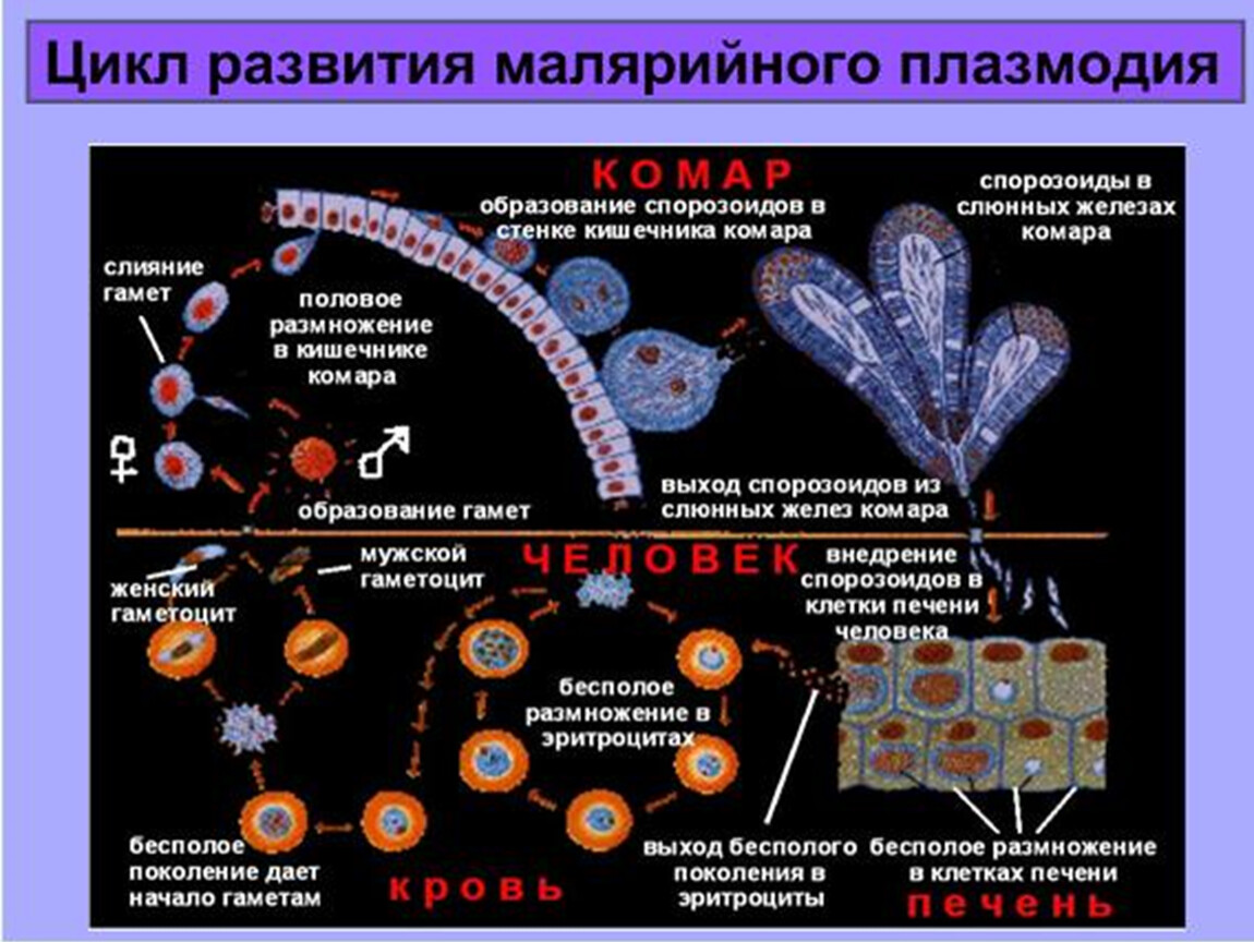 Цикл малярии. Схема развития малярийного плазмодия. Цикл развития малярийного плазмодия схема. Жизненный цикл малярийного плазмодия 7 класс. Стадии цикла развития малярийного плазмодия.