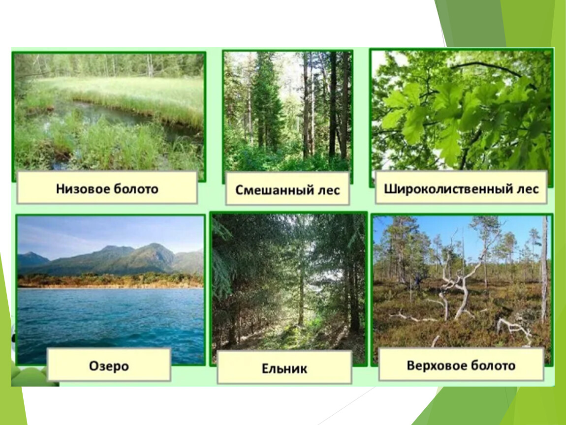 Живые организмы смешанного леса. Экосистема. Разнообразие экосистем. Природные экосистемы. Разнообразие биогеоценозов.