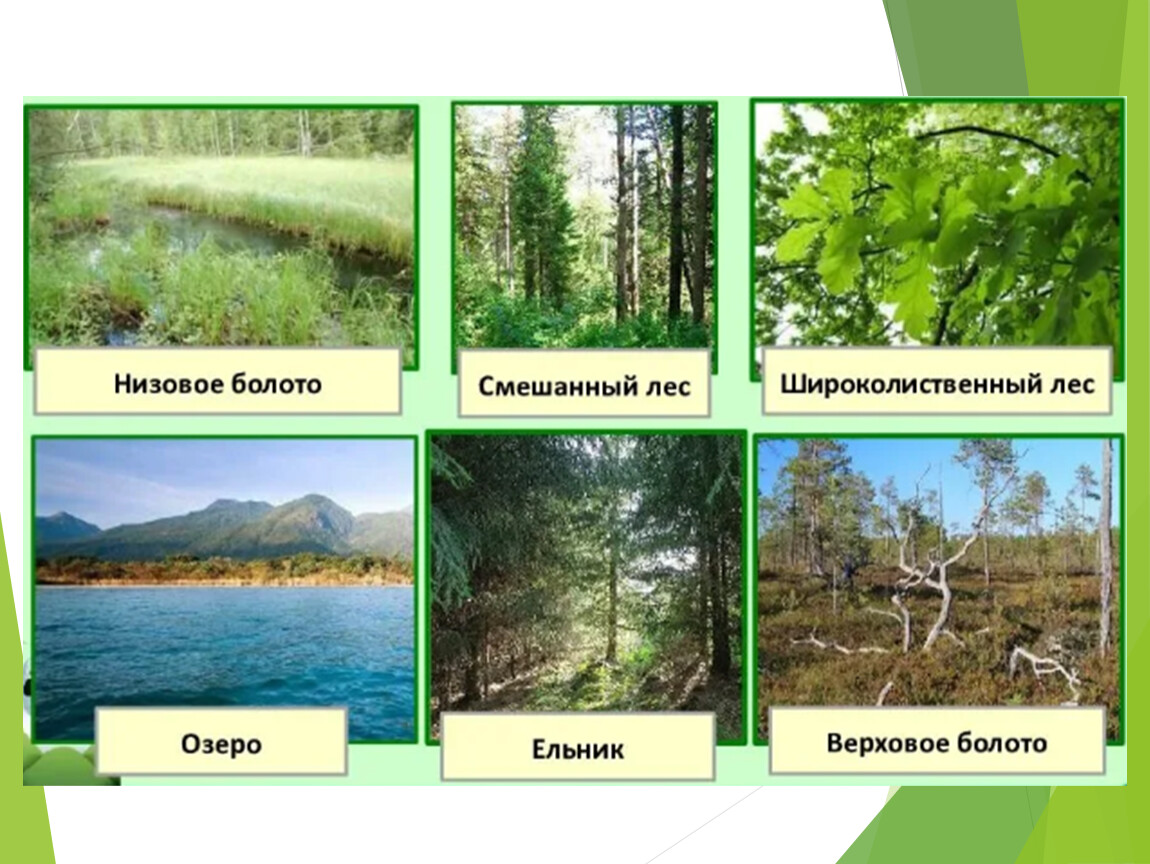 Широколиственные леса относительно морей и океанов. Экосистема. Разнообразие экосистем. Природные экосистемы. Разнообразие биогеоценозов.