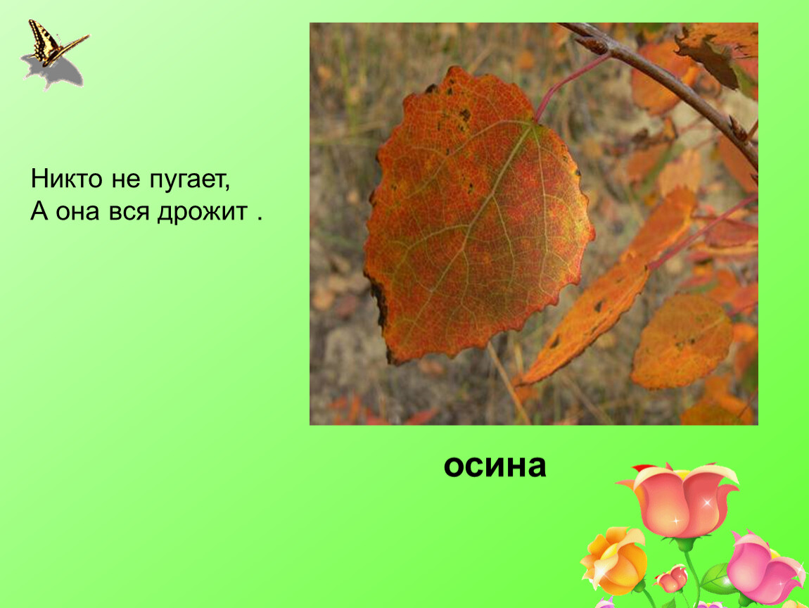 Никто не пугает а вся. Никто ее не пугает а вся дрожит. Отгадка на загадку никто не пугает а вся дрожит. Загадка никто ее не пугает а вся дрожит.