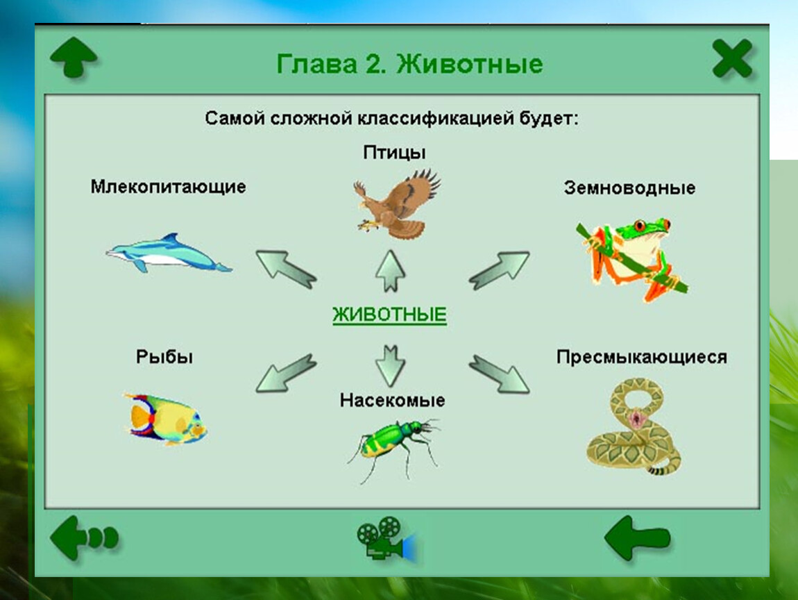 Классификация животного мира схема