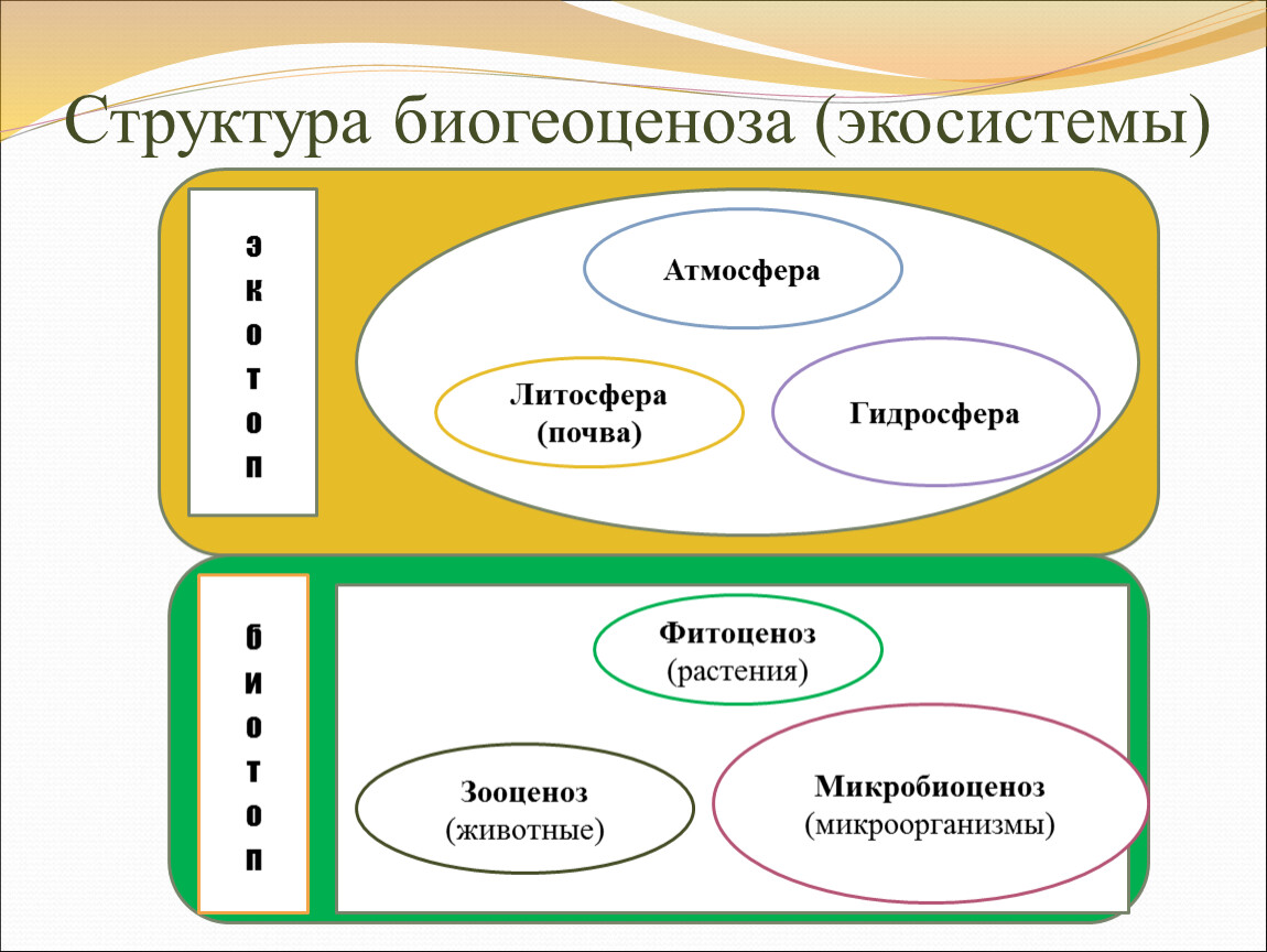 Структура биогеоценоза и экосистемы схема