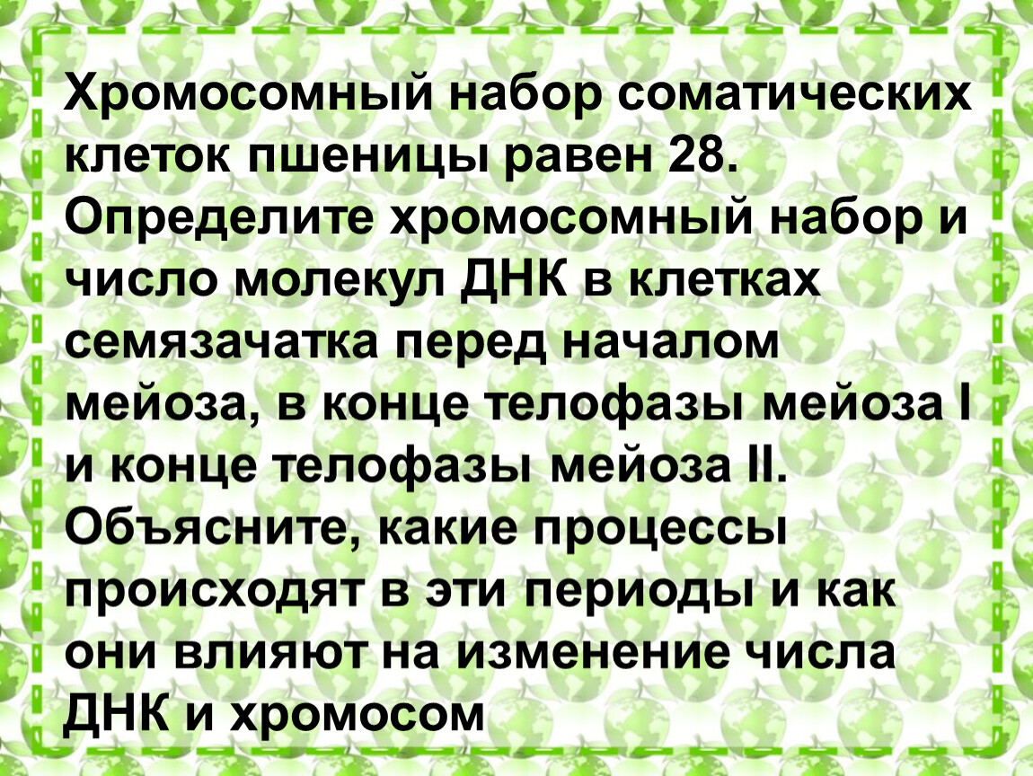 Хромосомный набор пшеницы. Хромосомный набор соматических клеток пшеницы. Хромосомный набор соматических клеток пшеницы равен 28 хромосом. Хромосомный набор семязачатка пшеницы. Хромосомный набор соматических клеток пшеницы равен 14.