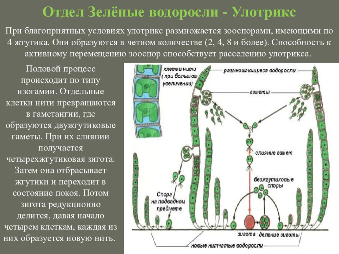 Клетки водорослей образованы. Жизненный цикл зеленых водорослей улотрикс. Жизненный цикл зеленой водоросли Ulothrix.. Жизненный цикл цикл улотрикса. Цикл развития водоросли улотрикс.