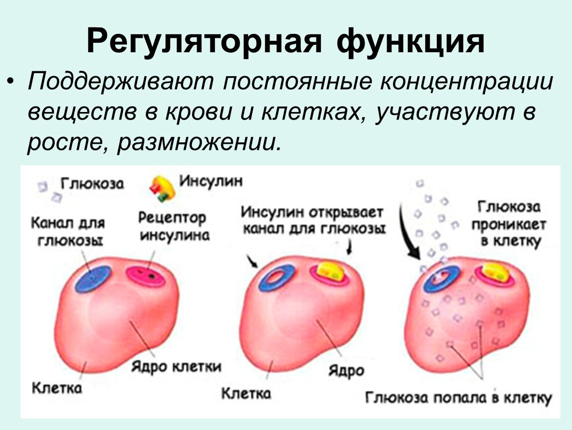 Регуляторная функция. Регуляторная функция крови. Регуляторная функция кр. Регуляторная функция крови заключается в переносе. Регуляторная функция крови в переносе.