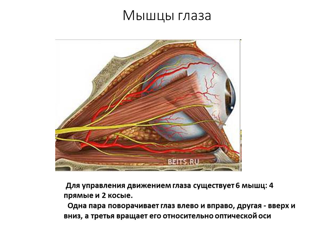 Косых мышц глазного яблока. Мышцы глаза. Наружные мышцы глаза. Движения мышц глаза. Гладкие мышцы глаза.