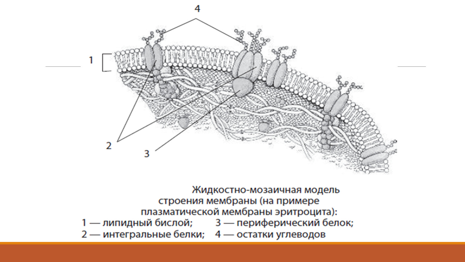 Модели строение. Жидкостность мозаичная модель мембраны. Жидкостно-мозаичная модель строения плазматической мембраны. Жидкостно-мозаичная структура мембран. Жидко мозаичная модель строения плазматической мембраны.