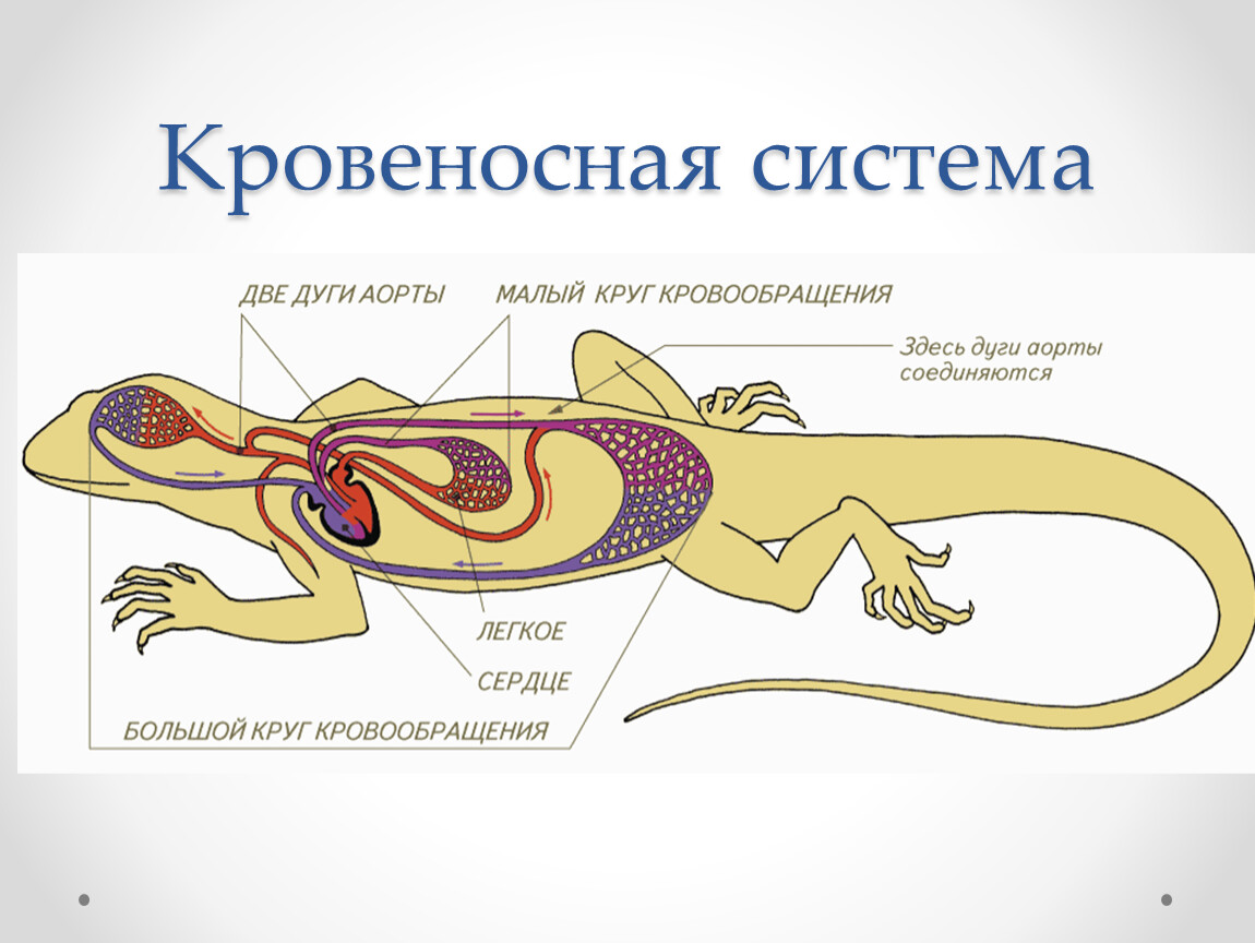 Орган дыхательной системы ящерицы. Кровеносная система рептилий 7 класс.