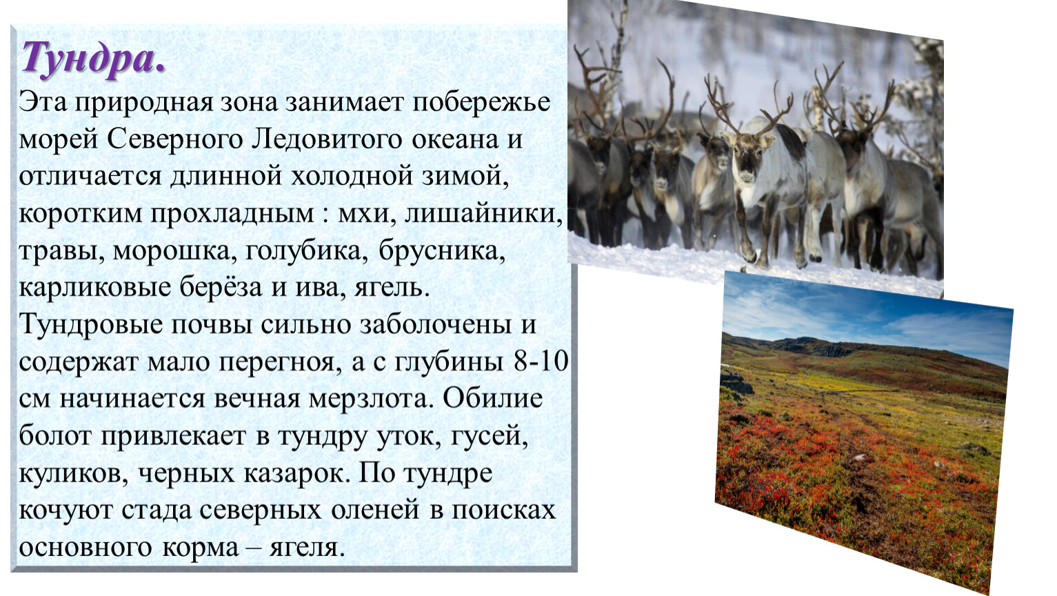 Тундра природная зона. Природный комплекс тундры. Природные зоны России 4 класс окружающий мир. Куртины это в тундре.