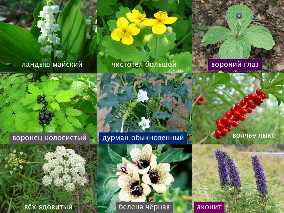 Ядовитые цветы в россии фото с названиями