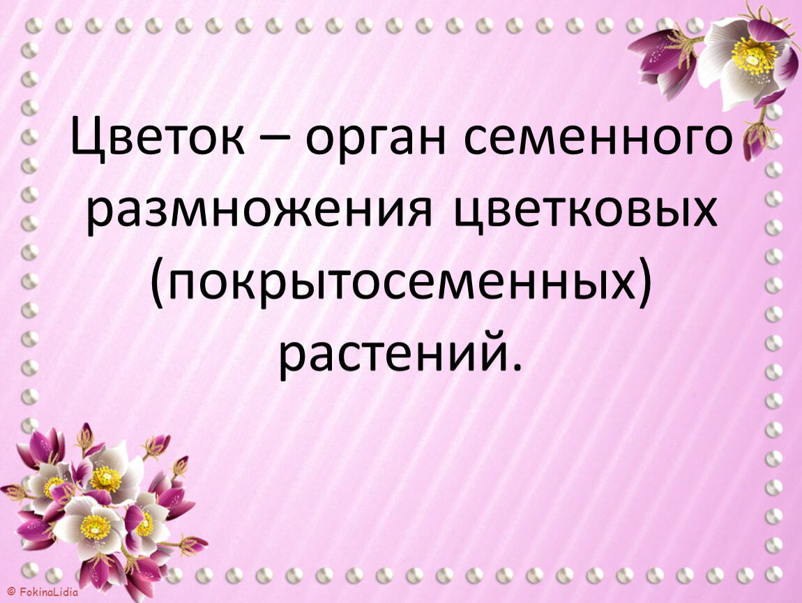 Органы семенного размножения растений. Органы размножения покрытосеменных растений. Цветок орган семенного.