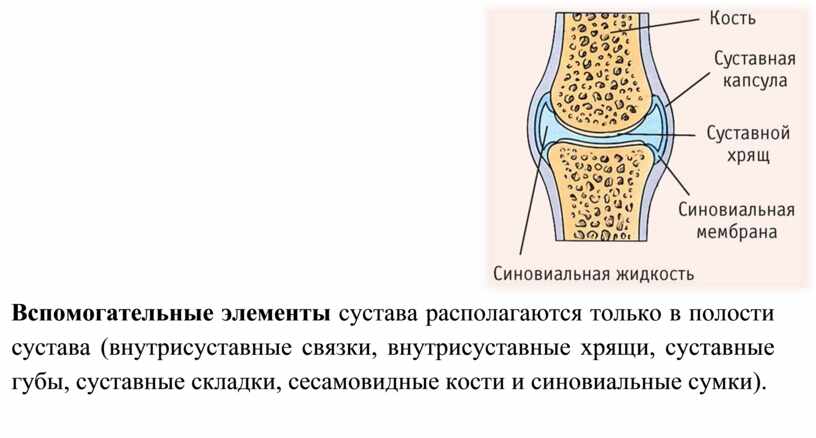 Суставная сумка рисунок