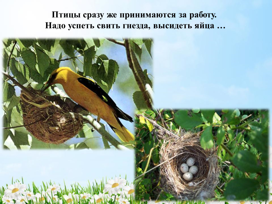 Как изменилось поведение птиц. Поведение птиц. Поведение птиц весной. Наблюдение за гнездом птицы. Поведение зимующих птиц весной.