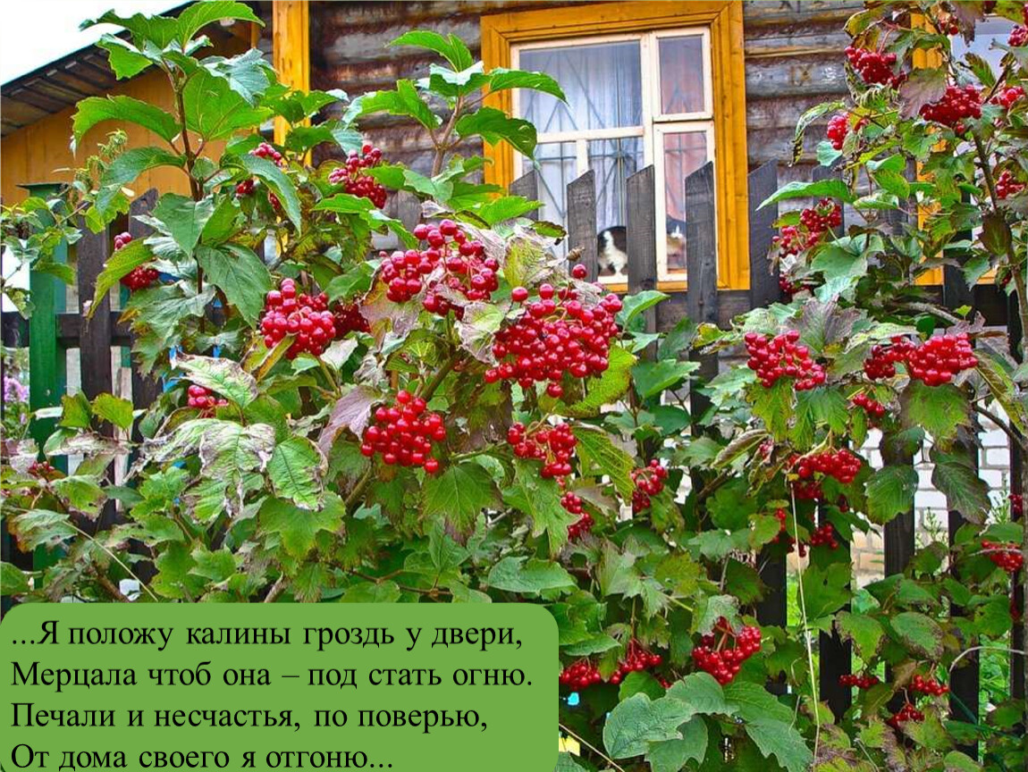 Калина это. Калина куст. Калина (Viburnum). Калина Ульгень. Калина красная куст.