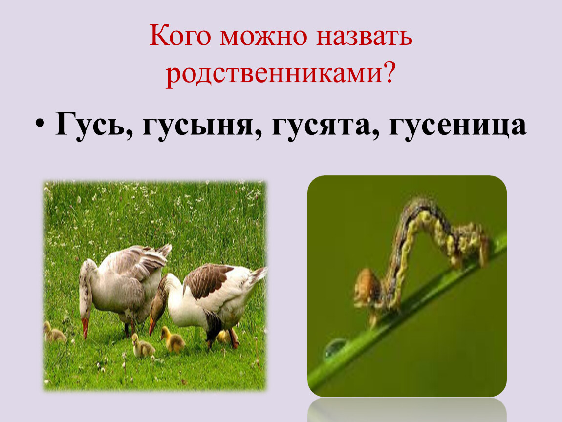 Кого можно. Родственные слова гусёнок. Родственные слова 2 класс Гусь гусята. Гусь гусыня гусята гусеница это родственные слова. Изменения слова Гусь.