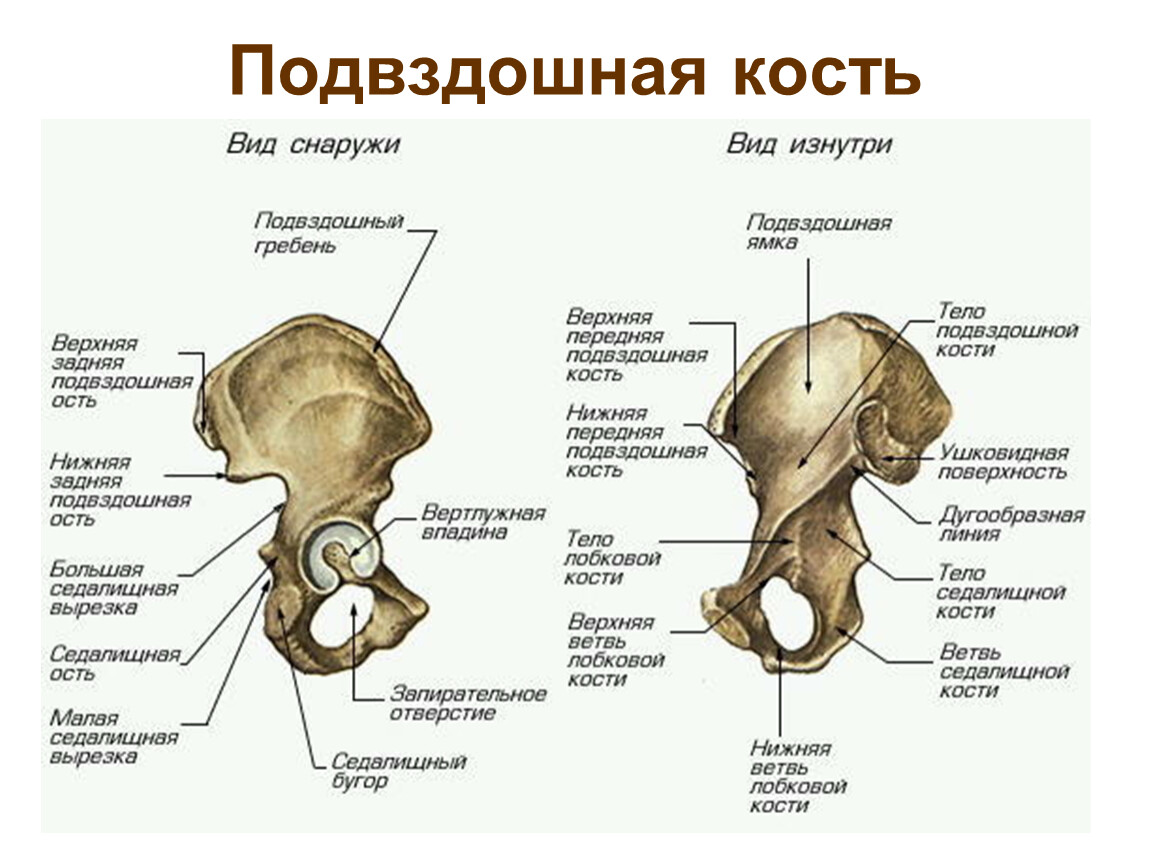 Нижняя подвздошная кость. Подвздошная кость строение. Тазовая кость вид изнутри строение. Таз кость анатомия строение. Строение подвздошной кости человека.