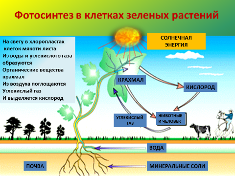 Какую энергию используют животные. Фотосинтез зеленых растений. Фотосинтез в клетках растений. Солнечная энергия фотосинтез. Фотосинтез Минеральные вещества.