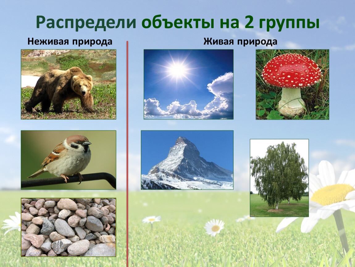 Россия живая неживая природа. Живая и неживая природа. Объекты живой и неживой природы. Предметы живой и неживой природы. Живые и неживые объекты.