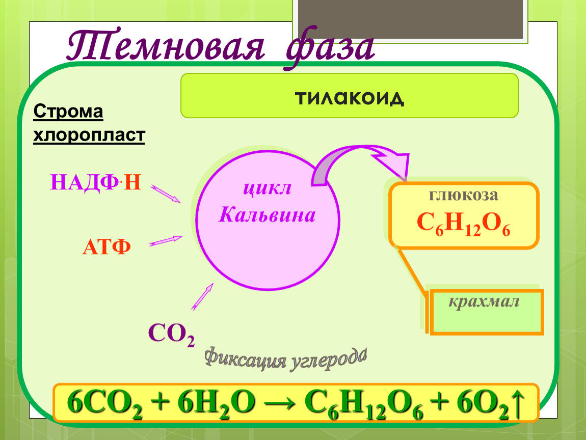 Темновая фаза Глюкоза. Световая и темновая фаза фотосинтеза. Темновая фаза фотосинтеза ЕГЭ.