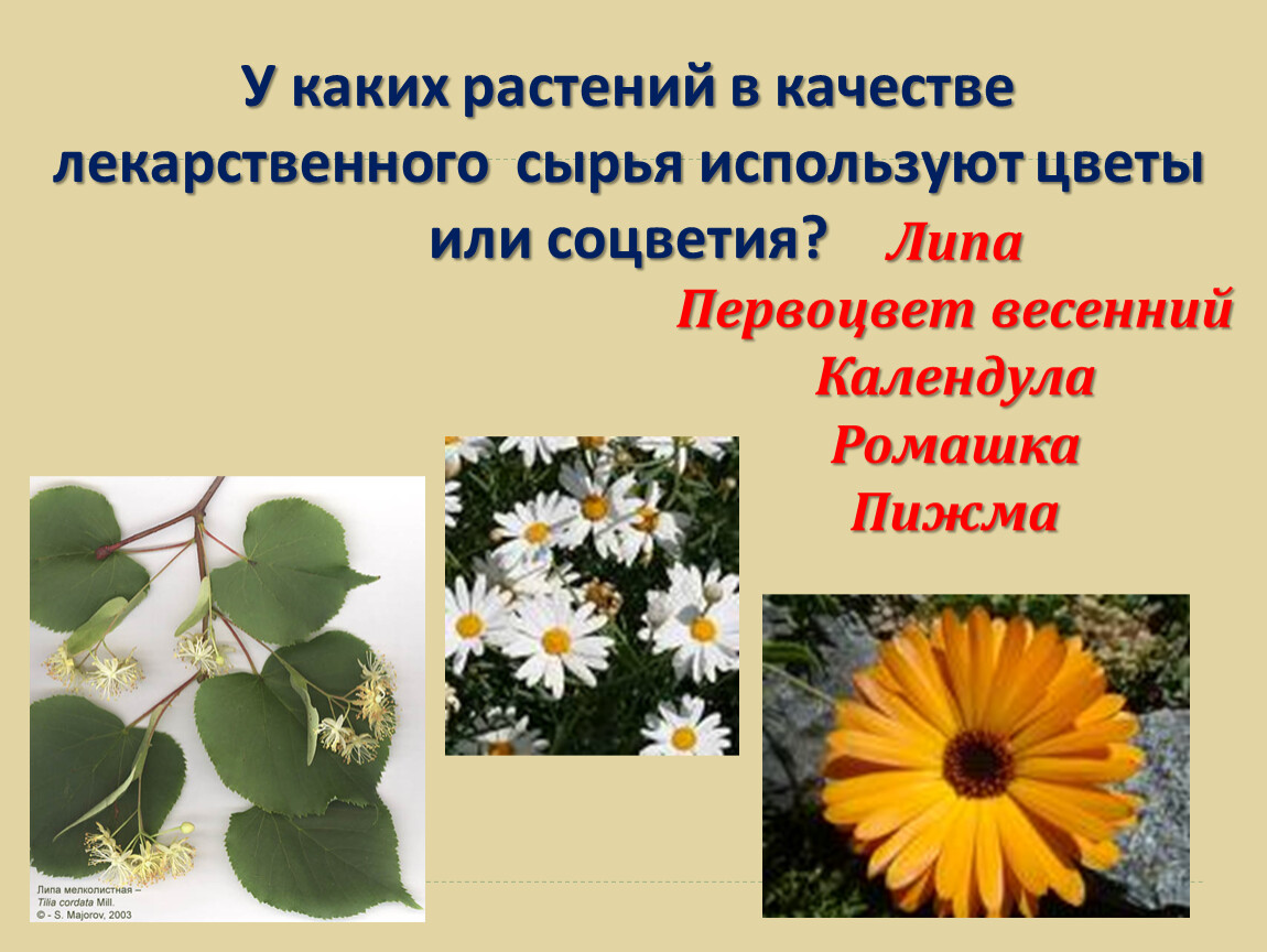 Сырье каких лекарственных растений используется. Растения в качестве лекарств. Какие растения. Лекарственное растительное сырье цветки. Цветы какого лекарственного растения используют.