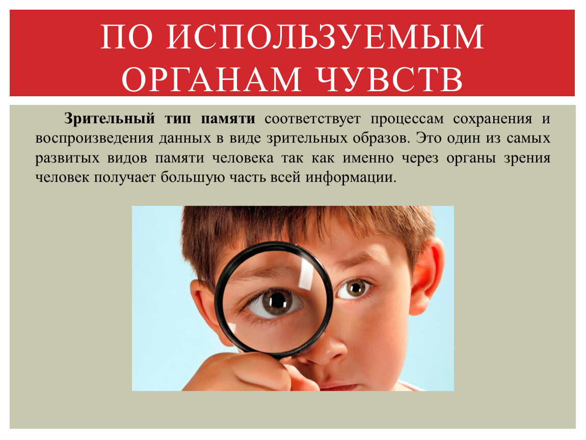 Органы памяти. По используемым органам чувств. Виды памяти по органам чувств. Виды памяти по используемым органам чувств. Виды памяти Зрительная.