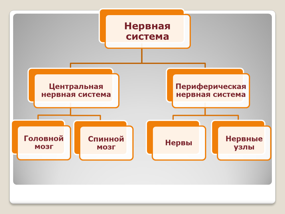 Биология 8 класс рефлексы презентация 8 класс