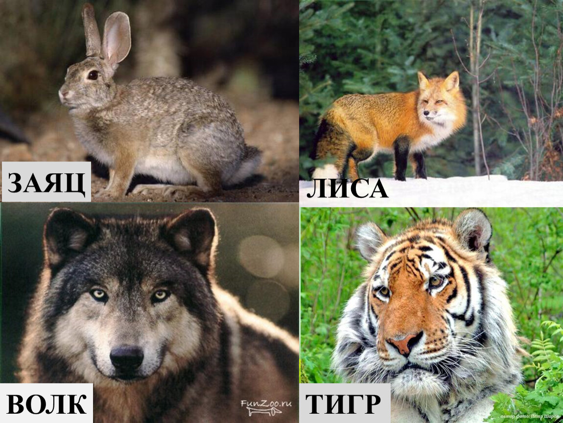 Тигр волк лиса. Лиса волк тигр. Тигр и заяц. Лисёнок волк и тигр. Лиса и тигр картинки.
