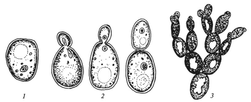 Почкование дрожжей рисунок